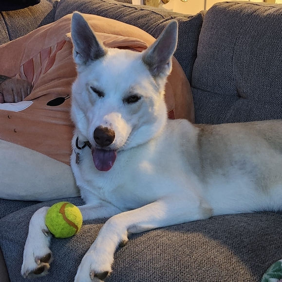 Meet your Posher, Rick - Picture 2 of 8